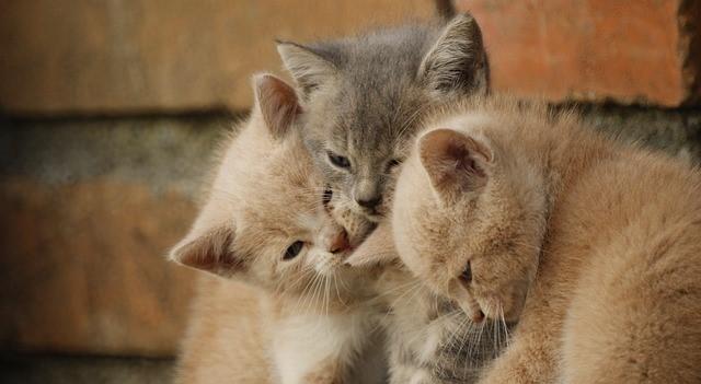 【動物部隊】ペット見守り隊part4