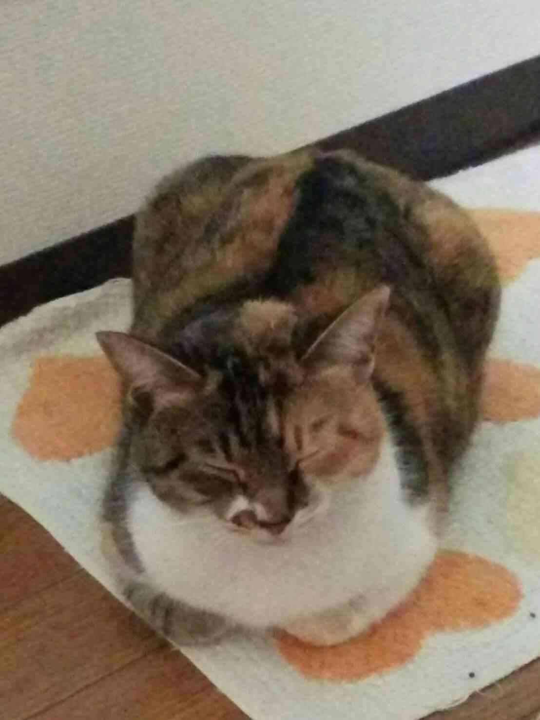 【動物部隊】ペット見守り隊part4