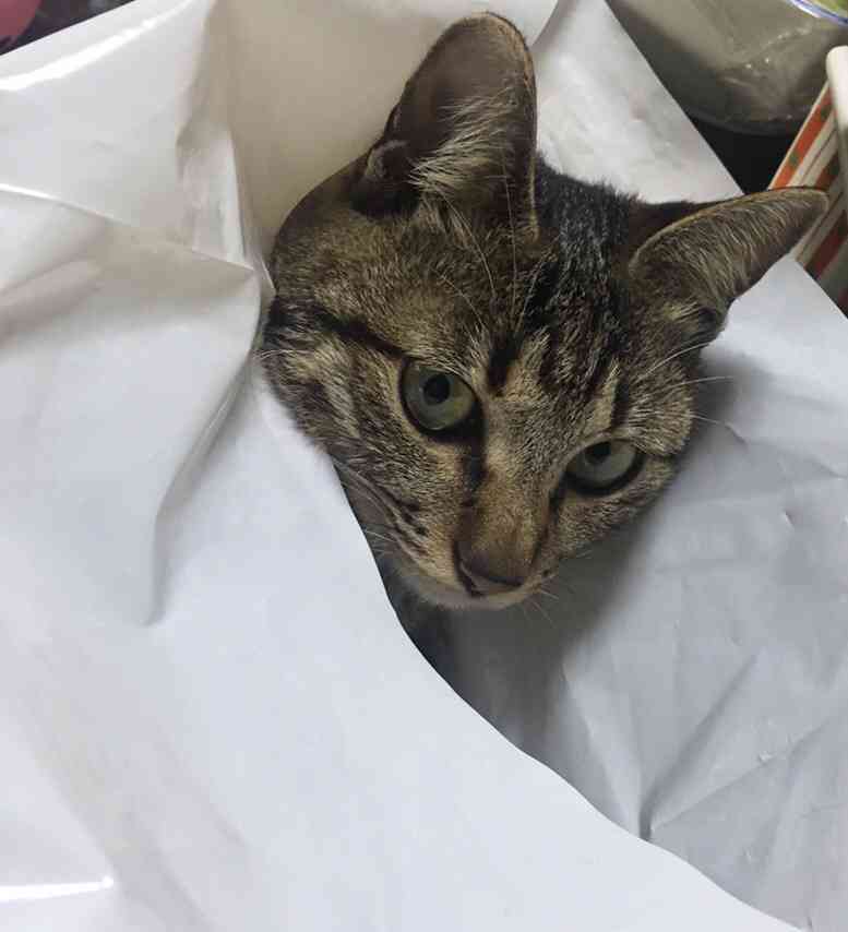 【動物部隊】ペット見守り隊part4