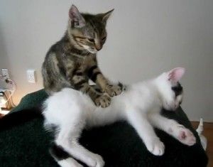 【動物部隊】ペット見守り隊part4