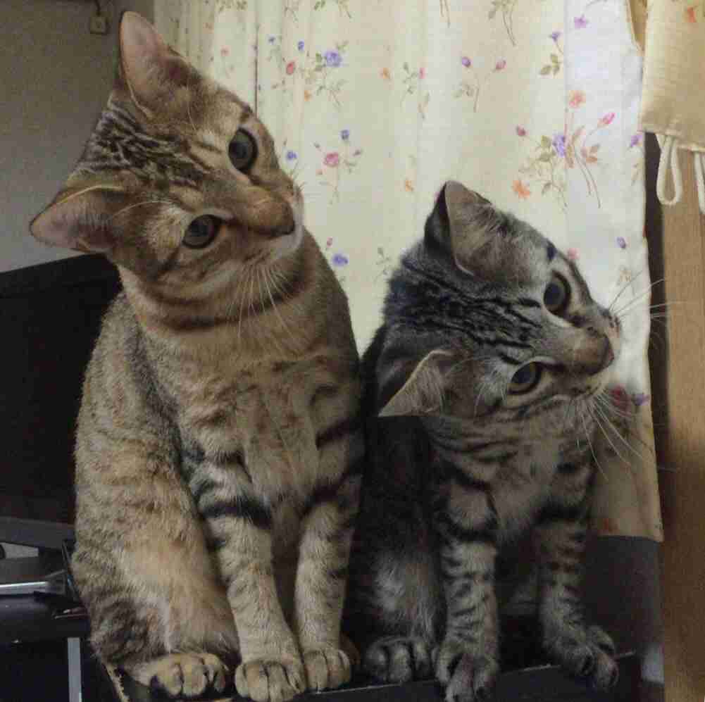 【動物部隊】ペット見守り隊part4