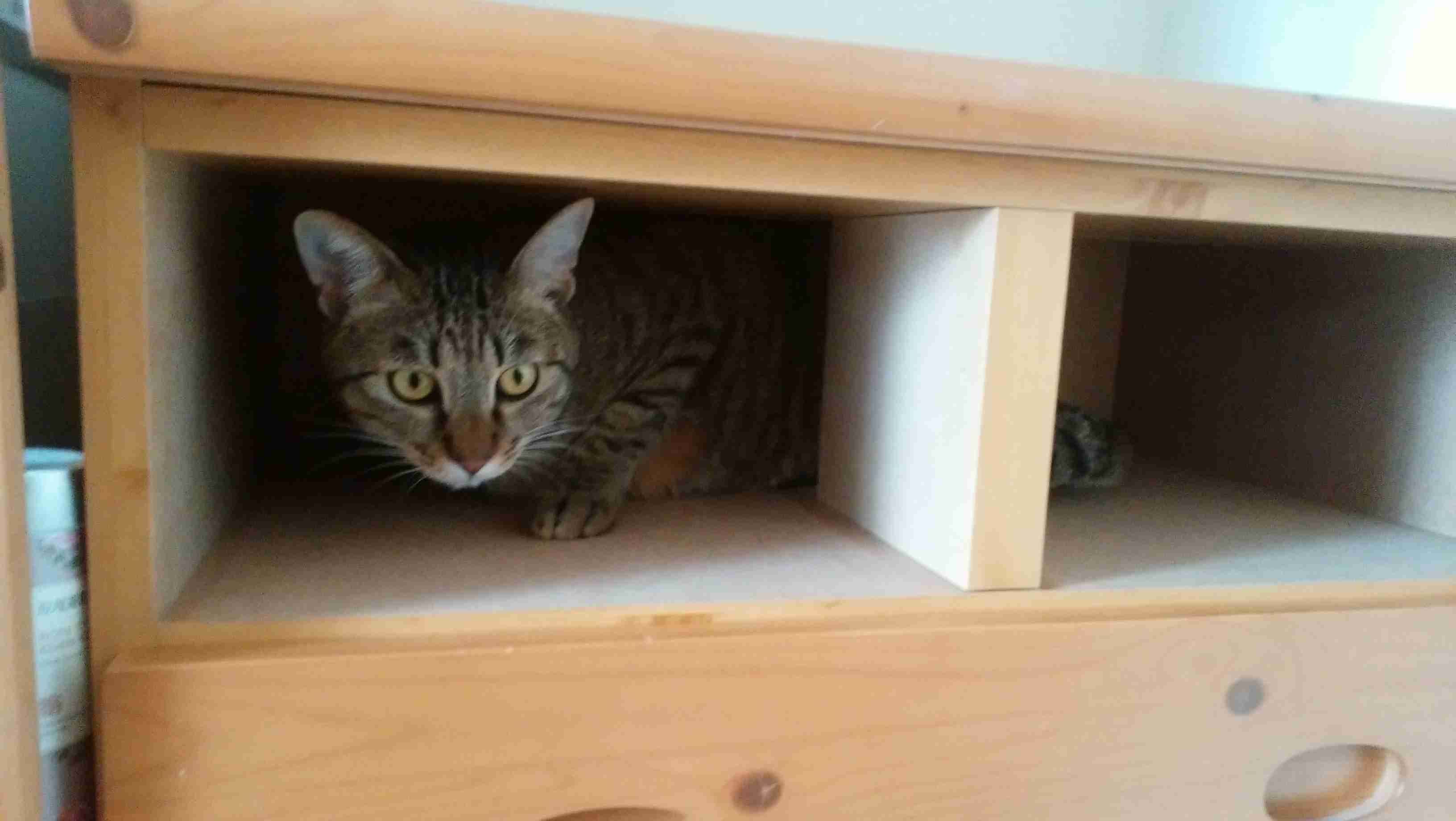 【動物部隊】ペット見守り隊part4