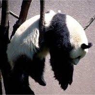 【動物部隊】ペット見守り隊part4