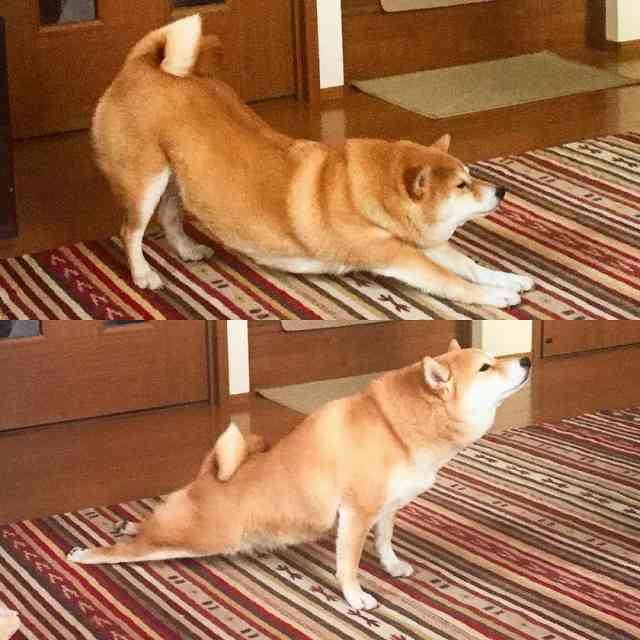 【動物部隊】ペット見守り隊part4