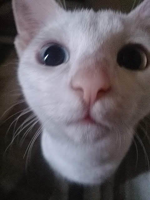 【動物部隊】ペット見守り隊part4