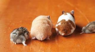 【動物部隊】ペット見守り隊part4