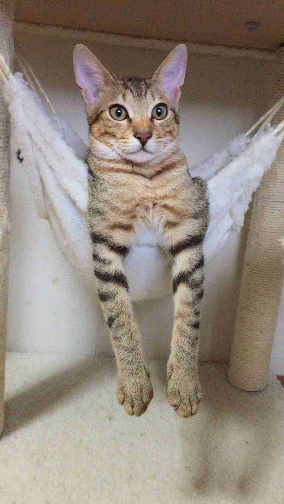【動物部隊】ペット見守り隊part4