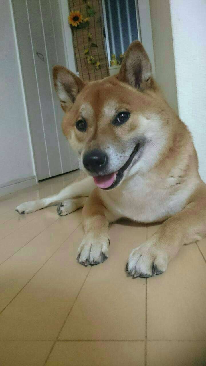 【動物部隊】ペット見守り隊part4