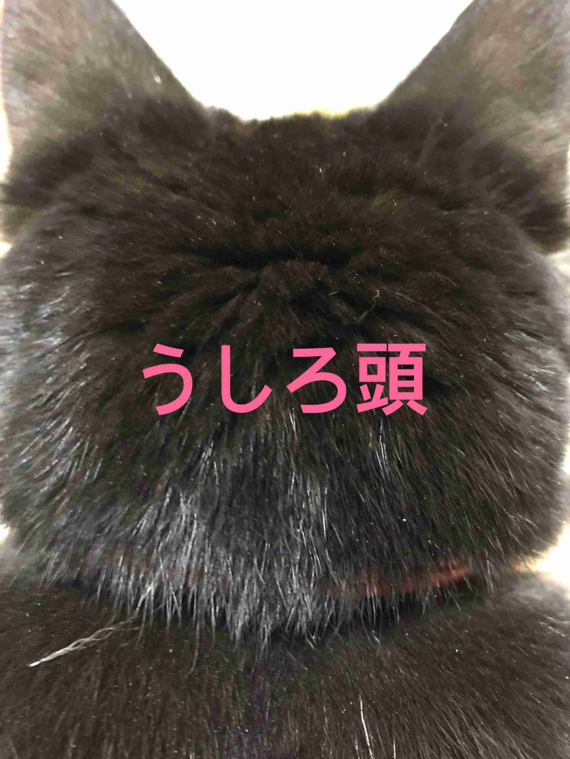 【動物部隊】ペット見守り隊part4