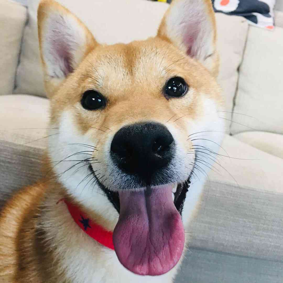 【動物部隊】ペット見守り隊part4