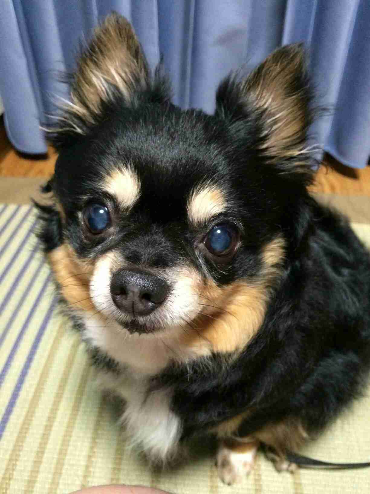 【動物部隊】ペット見守り隊part4