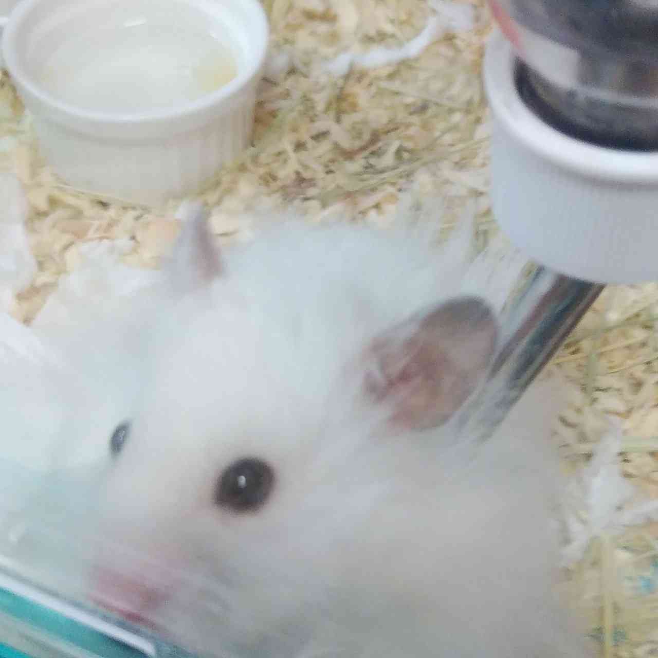 【動物部隊】ペット見守り隊part4