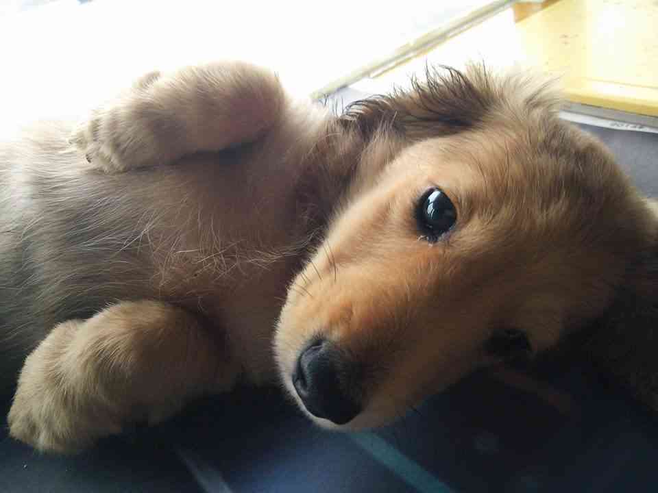 【動物部隊】ペット見守り隊part4