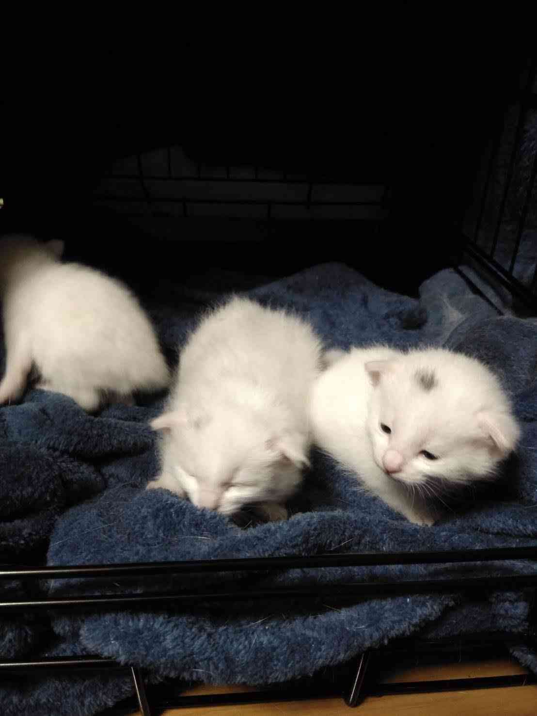 【動物部隊】ペット見守り隊part4