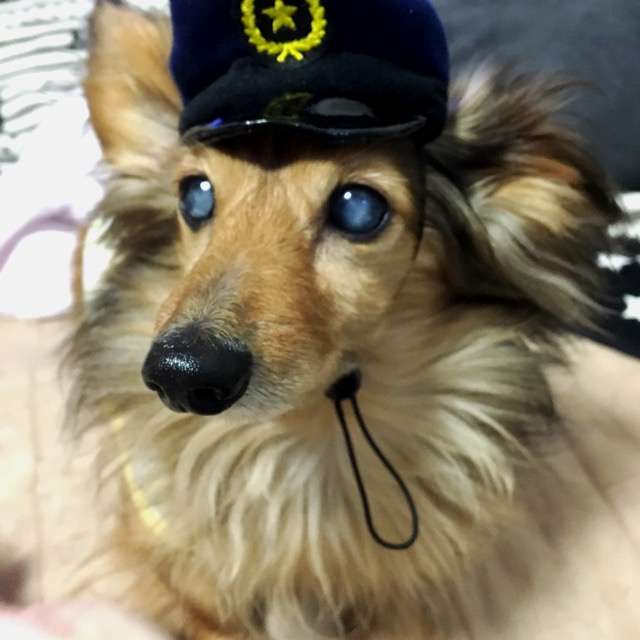 【動物部隊】ペット見守り隊part4