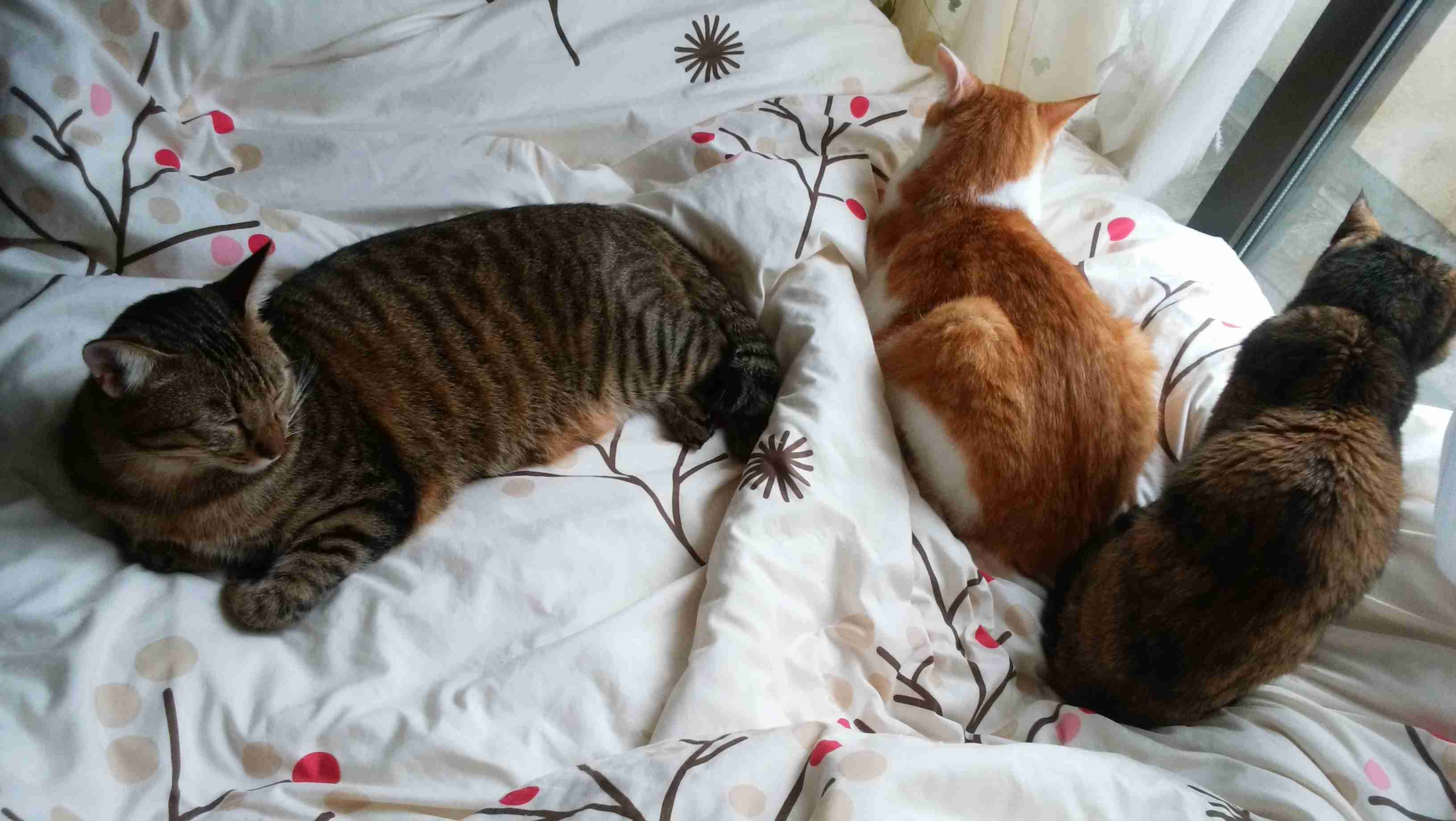 【動物部隊】ペット見守り隊part4