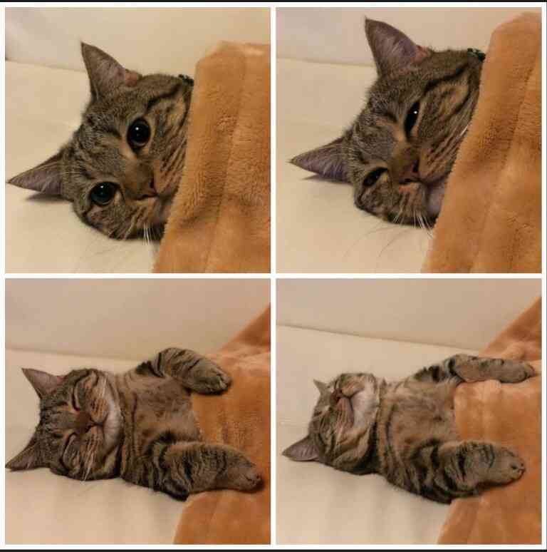 【動物部隊】ペット見守り隊part4