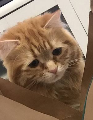 【動物部隊】ペット見守り隊part4