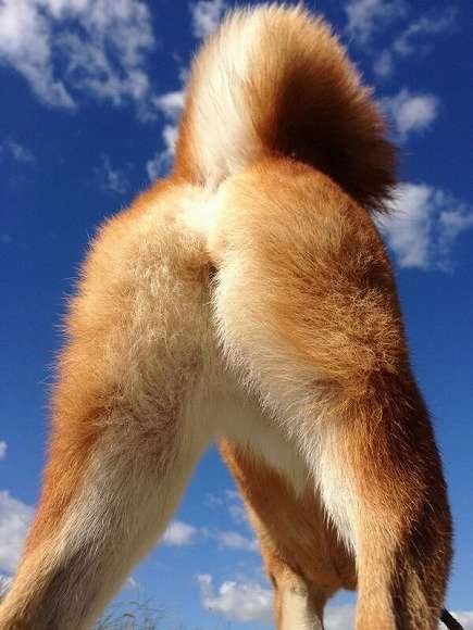 【動物部隊】ペット見守り隊part4