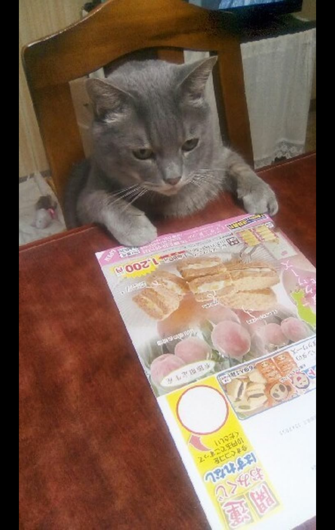【動物部隊】ペット見守り隊part4