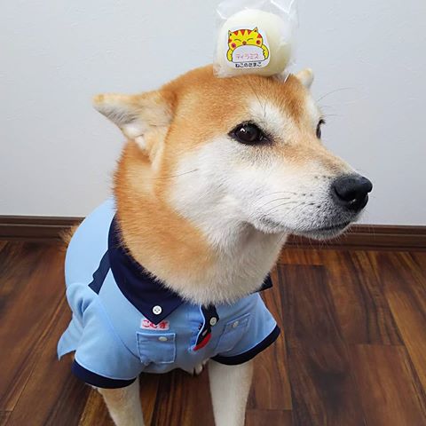 【動物部隊】ペット見守り隊part4