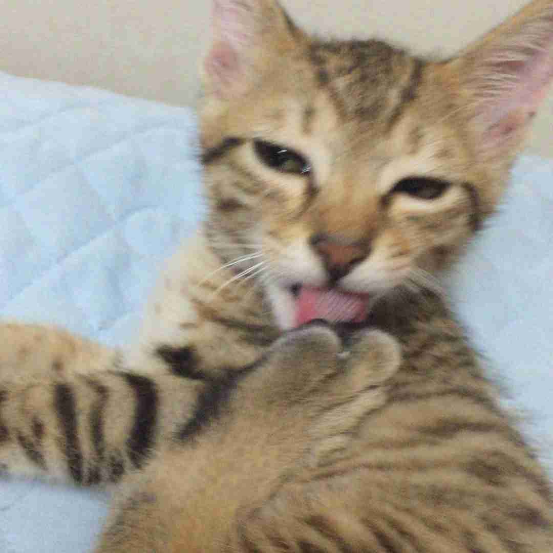 【動物部隊】ペット見守り隊part4