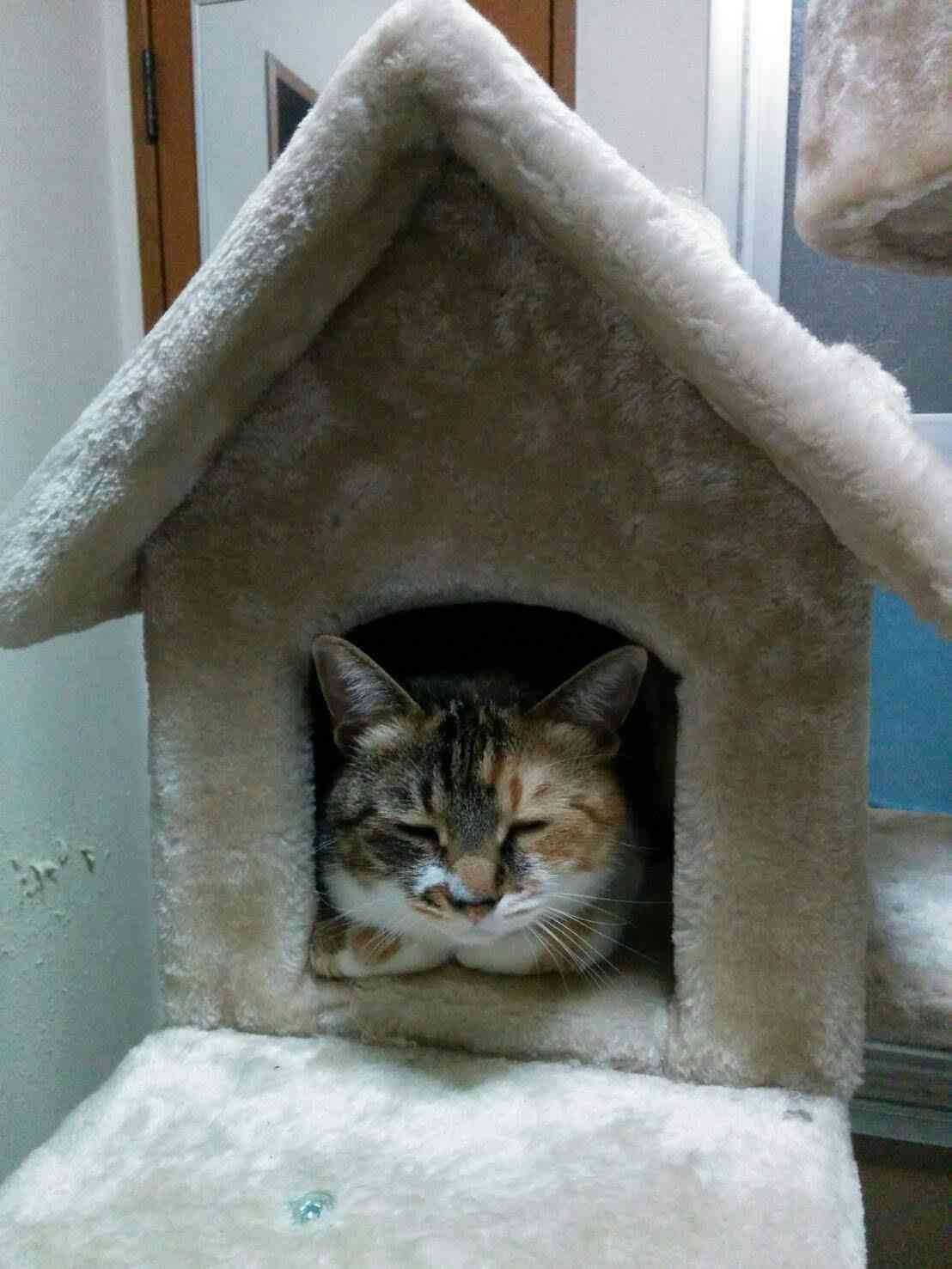 【動物部隊】ペット見守り隊part4
