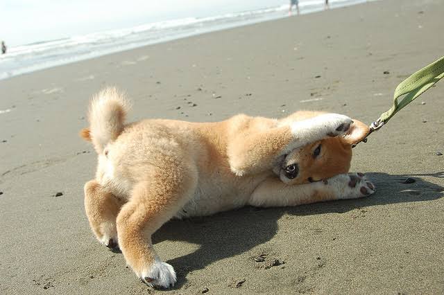 【動物部隊】ペット見守り隊part4