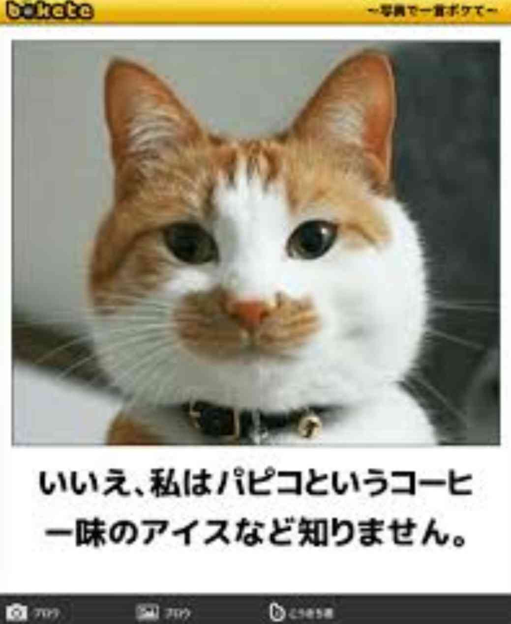 【動物部隊】ペット見守り隊part4