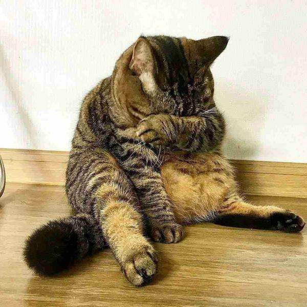 【動物部隊】ペット見守り隊part4