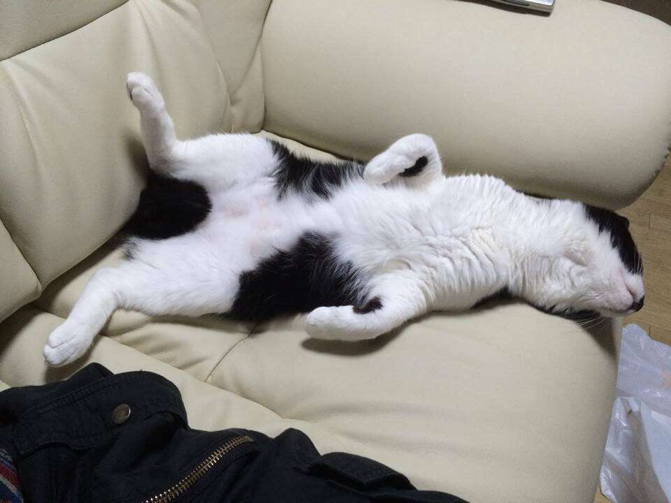 【動物部隊】ペット見守り隊part4