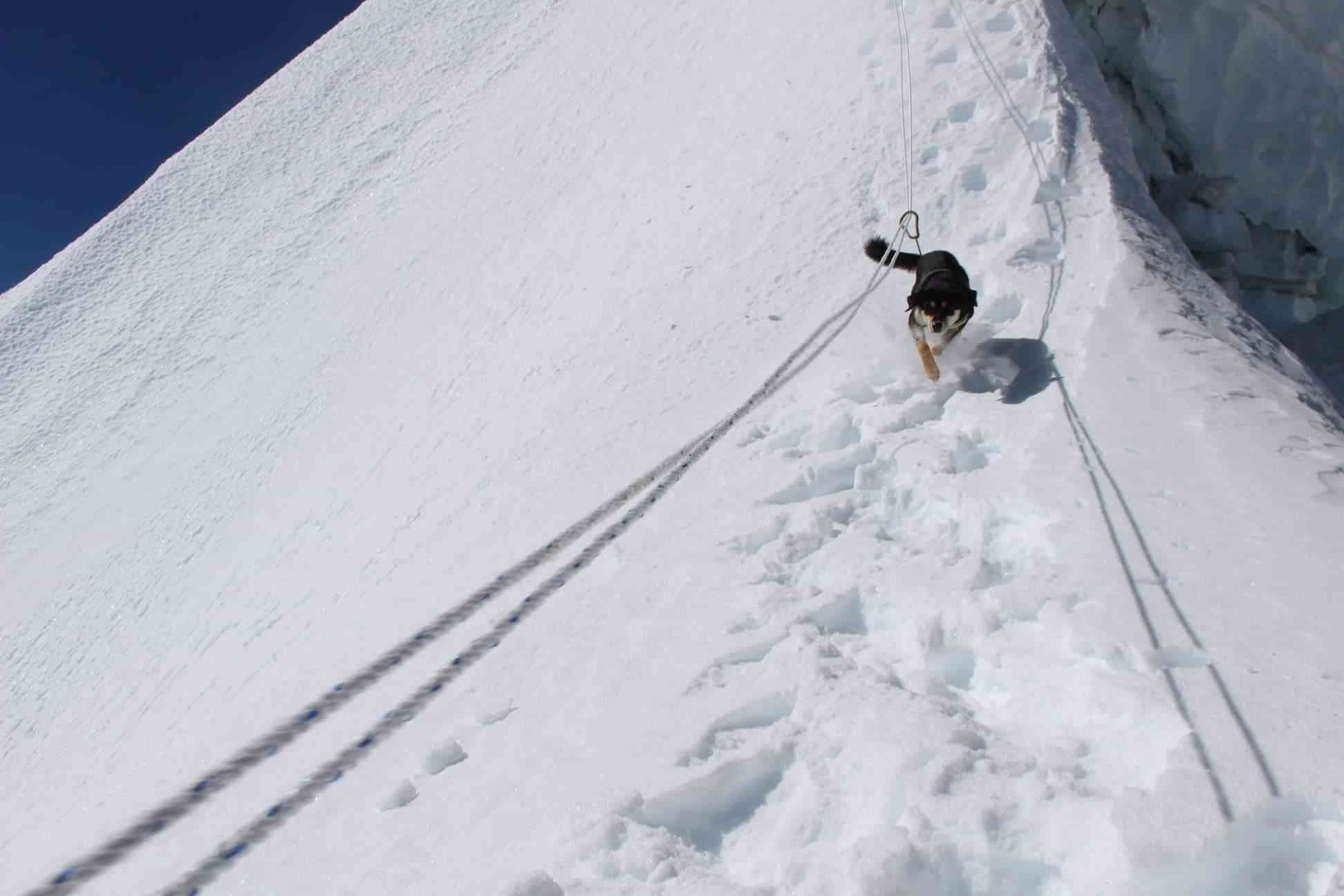 ヒマラヤ登山隊について来た野良犬、そのまま登頂に成功してしまう