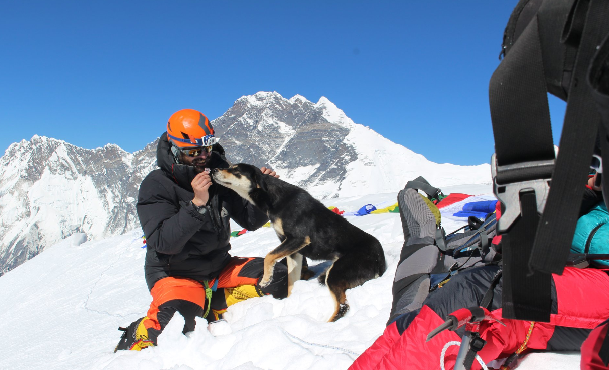 ヒマラヤ登山隊について来た野良犬、そのまま登頂に成功してしまう