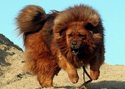 ヒマラヤ登山隊について来た野良犬、そのまま登頂に成功してしまう