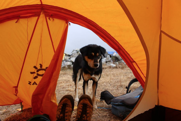 ヒマラヤ登山隊について来た野良犬、そのまま登頂に成功してしまう