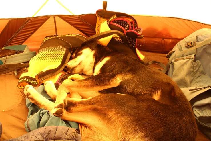 ヒマラヤ登山隊について来た野良犬、そのまま登頂に成功してしまう