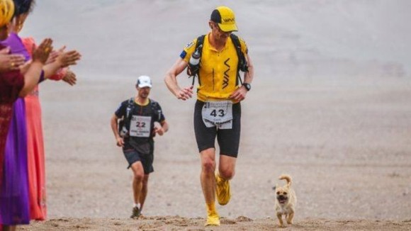 ヒマラヤ登山隊について来た野良犬、そのまま登頂に成功してしまう