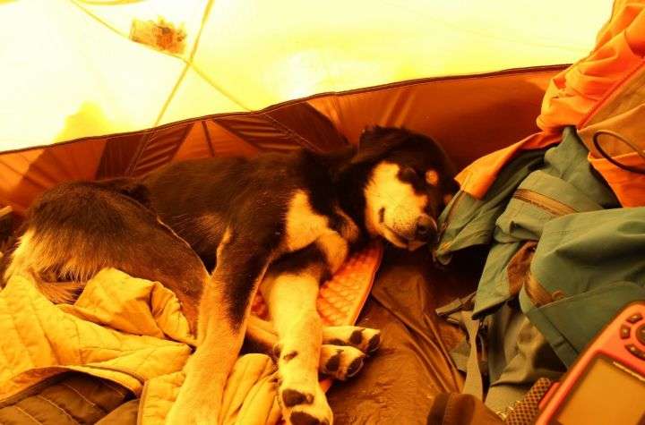 ヒマラヤ登山隊について来た野良犬、そのまま登頂に成功してしまう