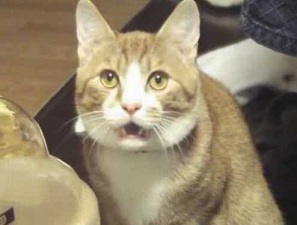 フレネミーについて語ろう