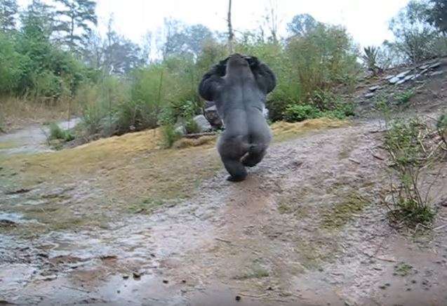 【画像】ぶりっ子してる動物たち