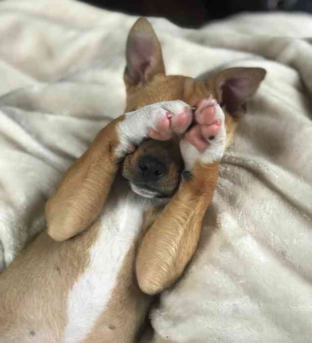 【画像】ぶりっ子してる動物たち
