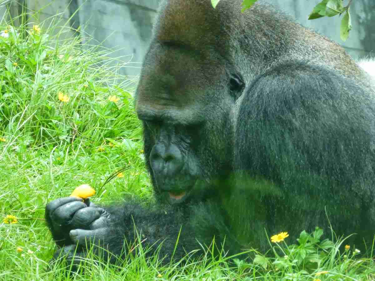 【画像】ぶりっ子してる動物たち