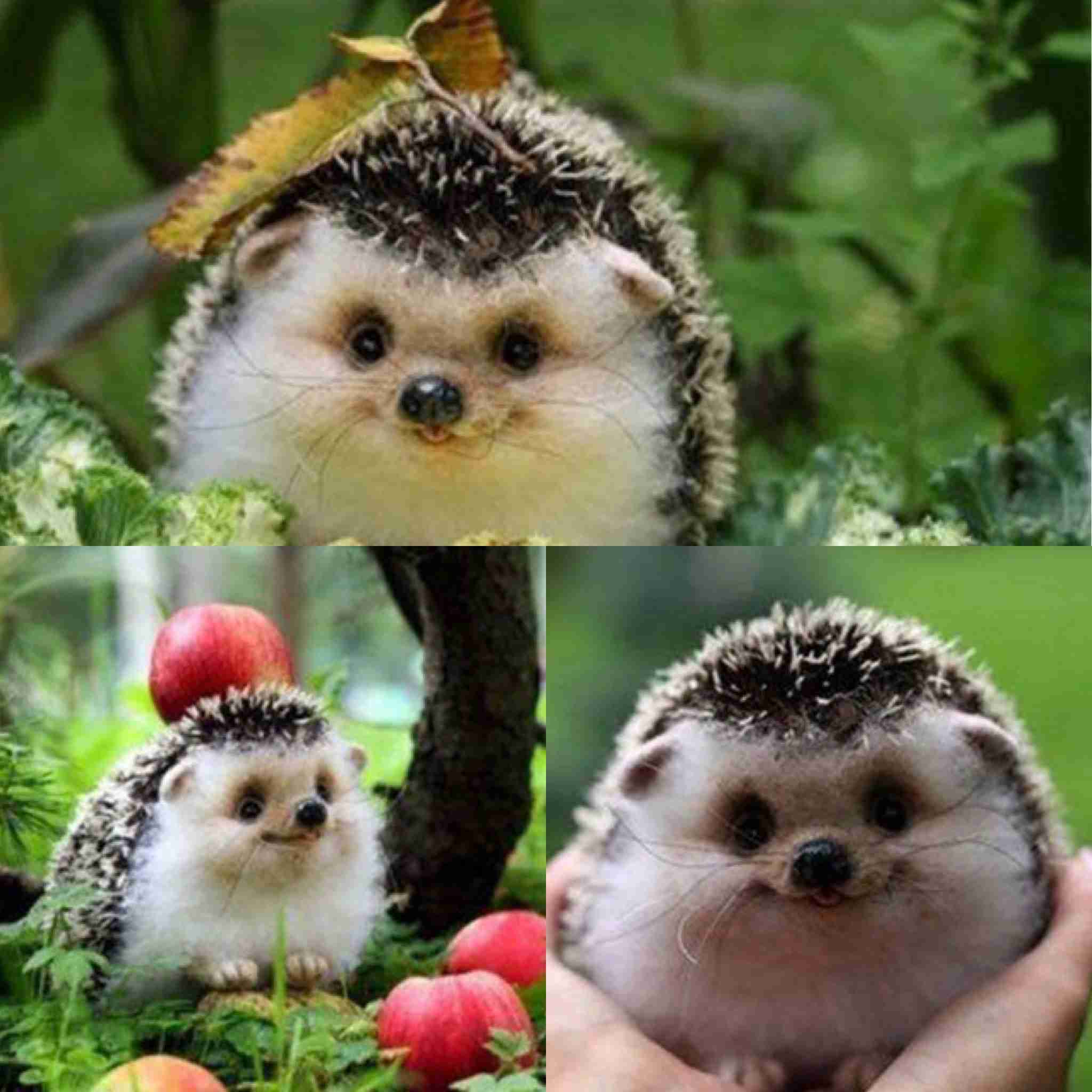 【画像】ぶりっ子してる動物たち