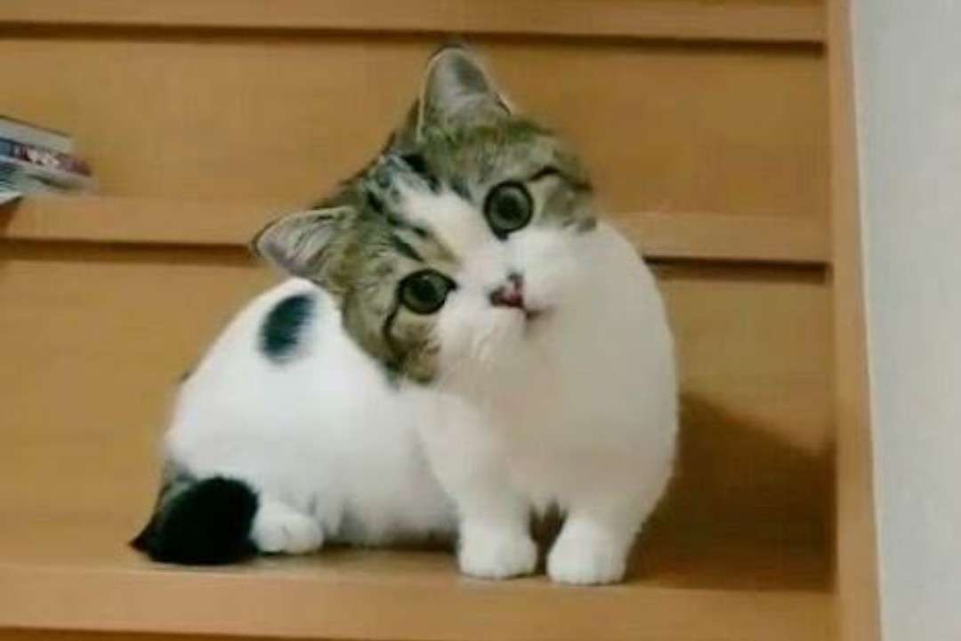 【画像】ぶりっ子してる動物たち