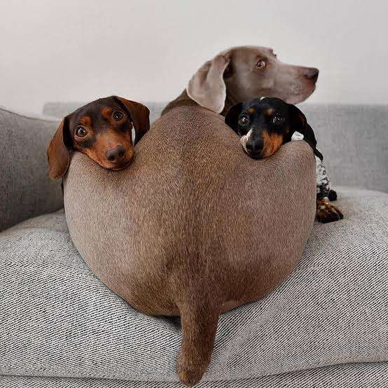 【画像】ぶりっ子してる動物たち