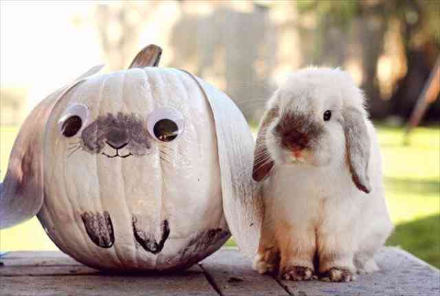 【画像】ぶりっ子してる動物たち