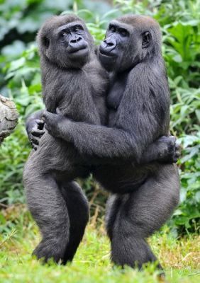 【画像】ぶりっ子してる動物たち