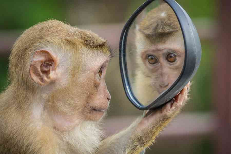 【画像】ぶりっ子してる動物たち