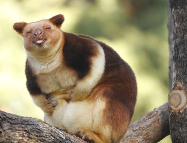 【画像】ぶりっ子してる動物たち