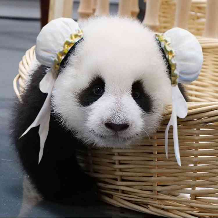 【画像】ぶりっ子してる動物たち